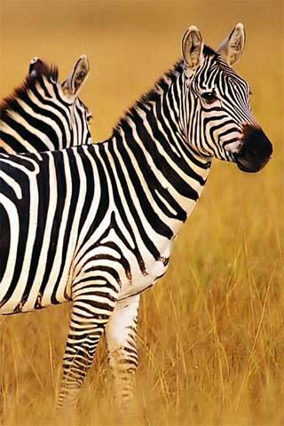 How To Draw Zebra