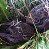 Eastern Cottontail Rabbit