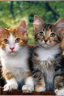 Cat Wallpaper Screenshots 14