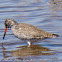 Redshank; Archibebe Común