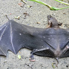 New Guinea naked-backed fruit bat