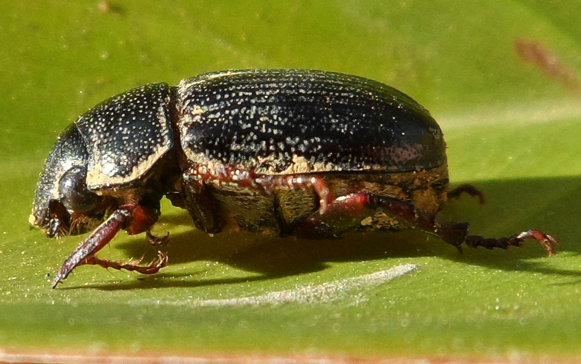 Sugarcane Beetle