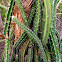 Nightblooming cereus