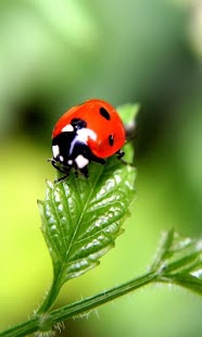 How to get The Ladybug Wallpapers 1.0 mod apk for laptop