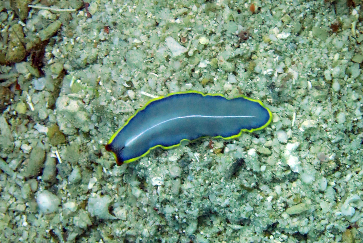Blue Flatworm