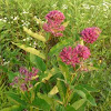 purple milkweed