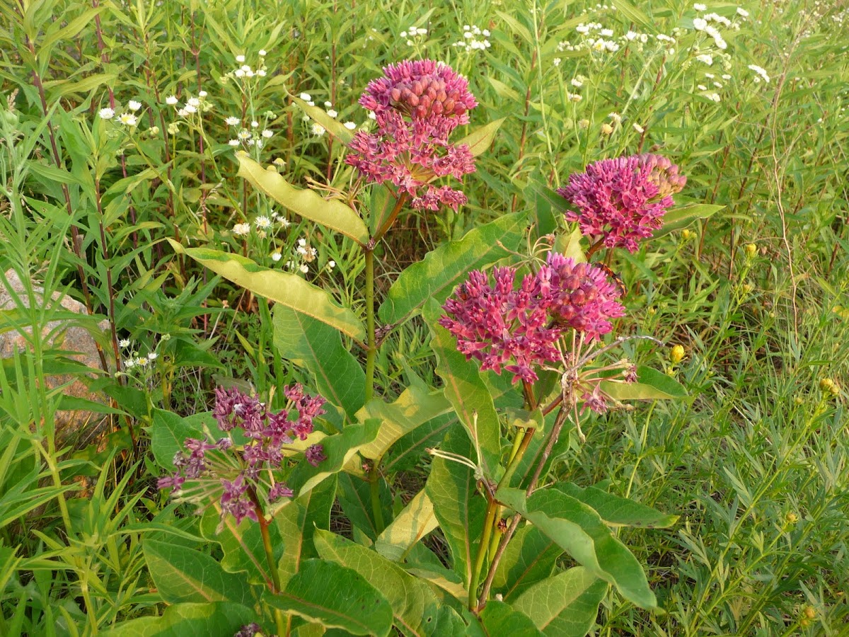 purple milkweed