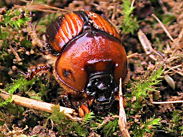 Beetle - Earth-boring Dung Beetle