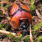 Beetle - Earth-boring Dung Beetle