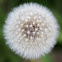 Dandilion