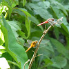 Scarlet Skimmer (male), Orange Skimmer (female)