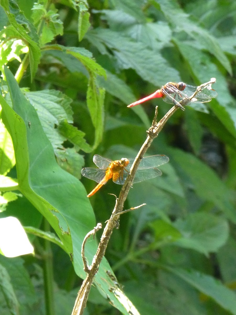 Scarlet Skimmer (male), Orange Skimmer (female)