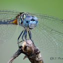 Blue Dasher Female