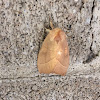 White-dotted Prominent