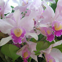 orquidia - orchid