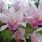 orquidia - orchid