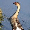 The Swan Goose