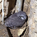 Spotted owlet - chick