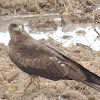 Black Kite