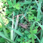 Rabid Wolf Spider