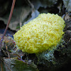 Yellow Slime Mold