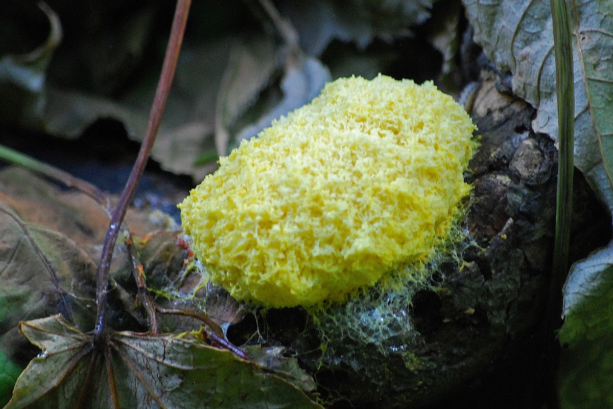 Yellow Slime Mold