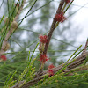 Casuarina