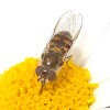 Common hoverfly