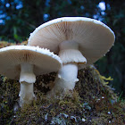 Amanita