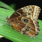 Common Morpho Butterfly