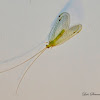 Green Lacewing