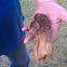 Morel Mushroom 