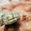 Atlantic lizardfish