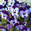 Violas