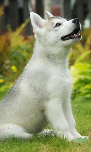 How to mod Huskies Jigsaw Puzzle lastet apk for bluestacks