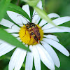 Mating Banded Longhorn Beetles