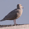 Glaucous Gull (1st cycle)