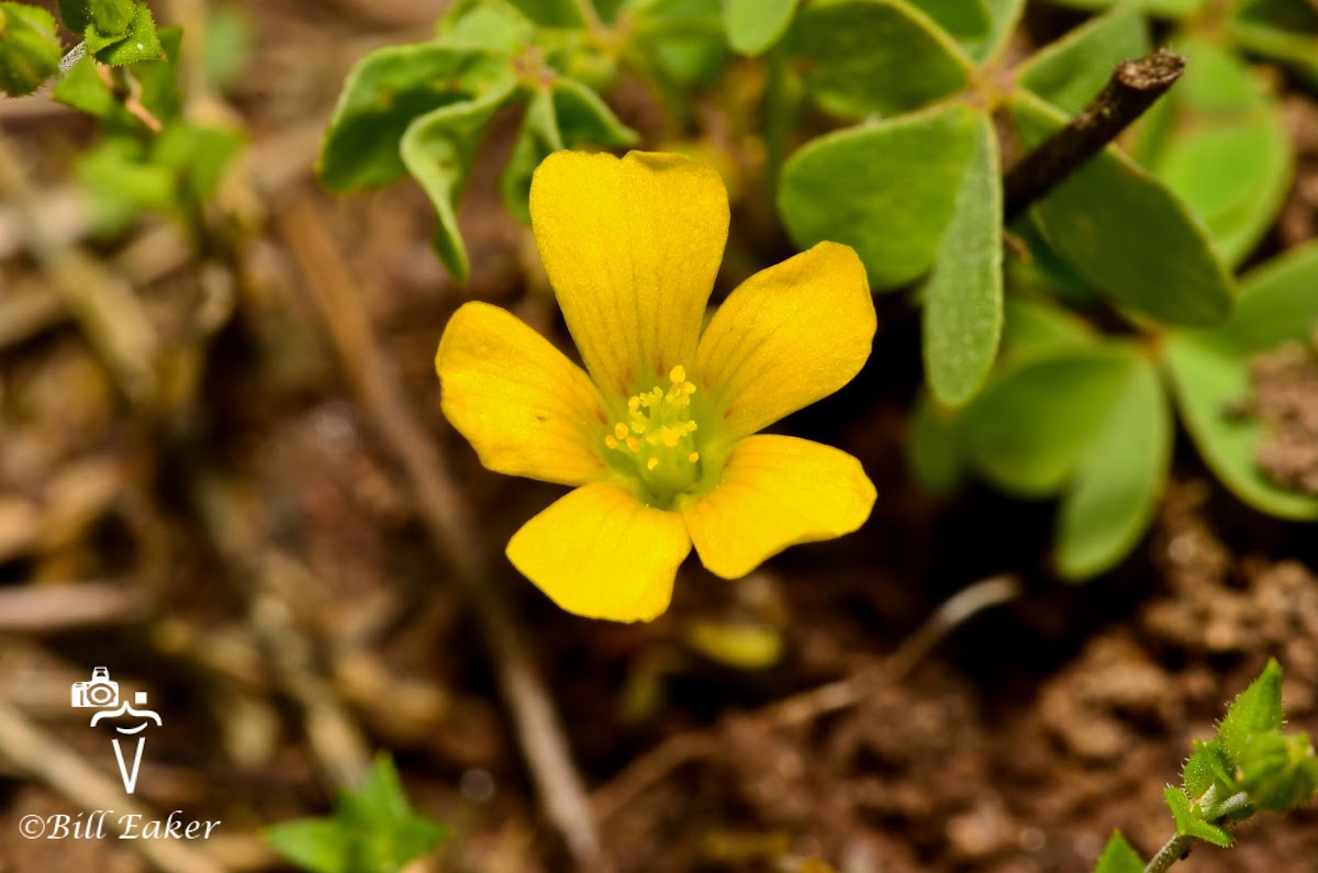 Yellow Wood Sorrel