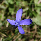 Fringed Gentian