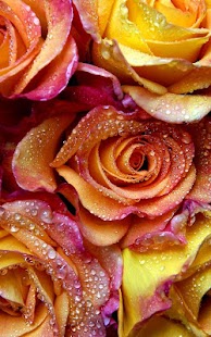 Free Rose Live Wallpaper APK for Android