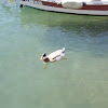 Ancona duck (πάπια)