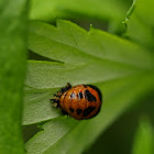 Lady bug pupa