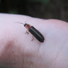 Pennsylvania Firefly