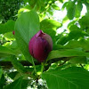 Magnolio. Magnolia
