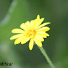 Golden Aster