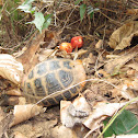 Tortoise