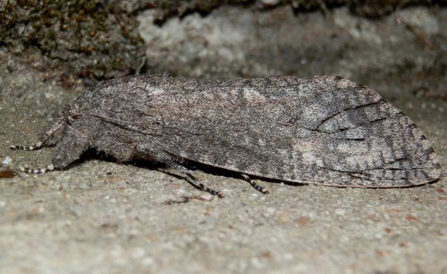 Cossid Moth - 12 - ♀