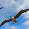 Red-footed boobies