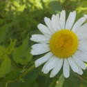 oxeye daisy