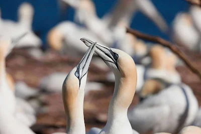 Northern gannets at Parc national de l'Ile-Bonaventure-et-du-Rocher-Perce, a national park and wildlife reserve in Quebec.